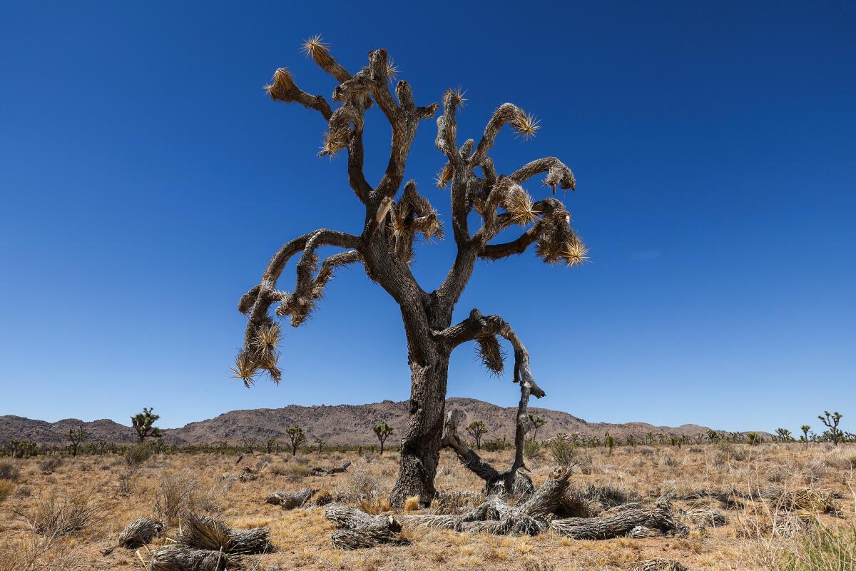 A Joshua tree in a desert.