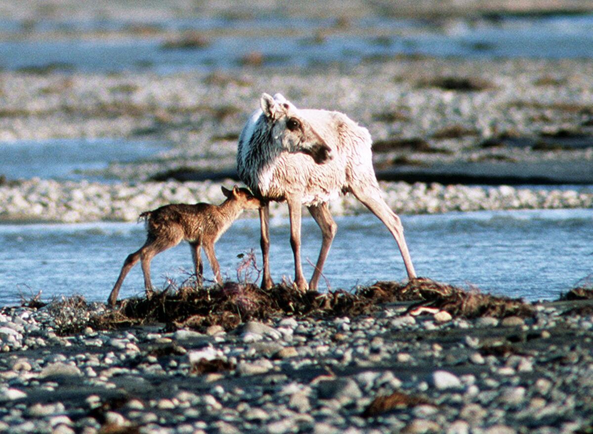 Arctic National Wildlife Refuge