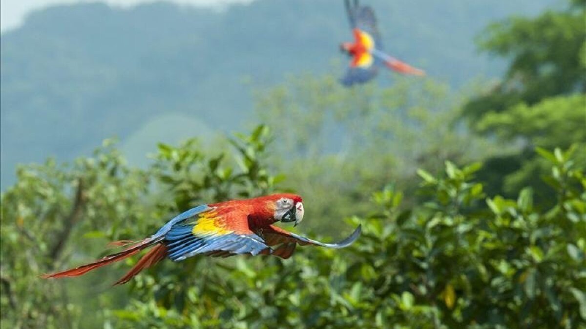 30 Scarlet macaws released into wild in Mexico - San Diego Union-Tribune en  Español
