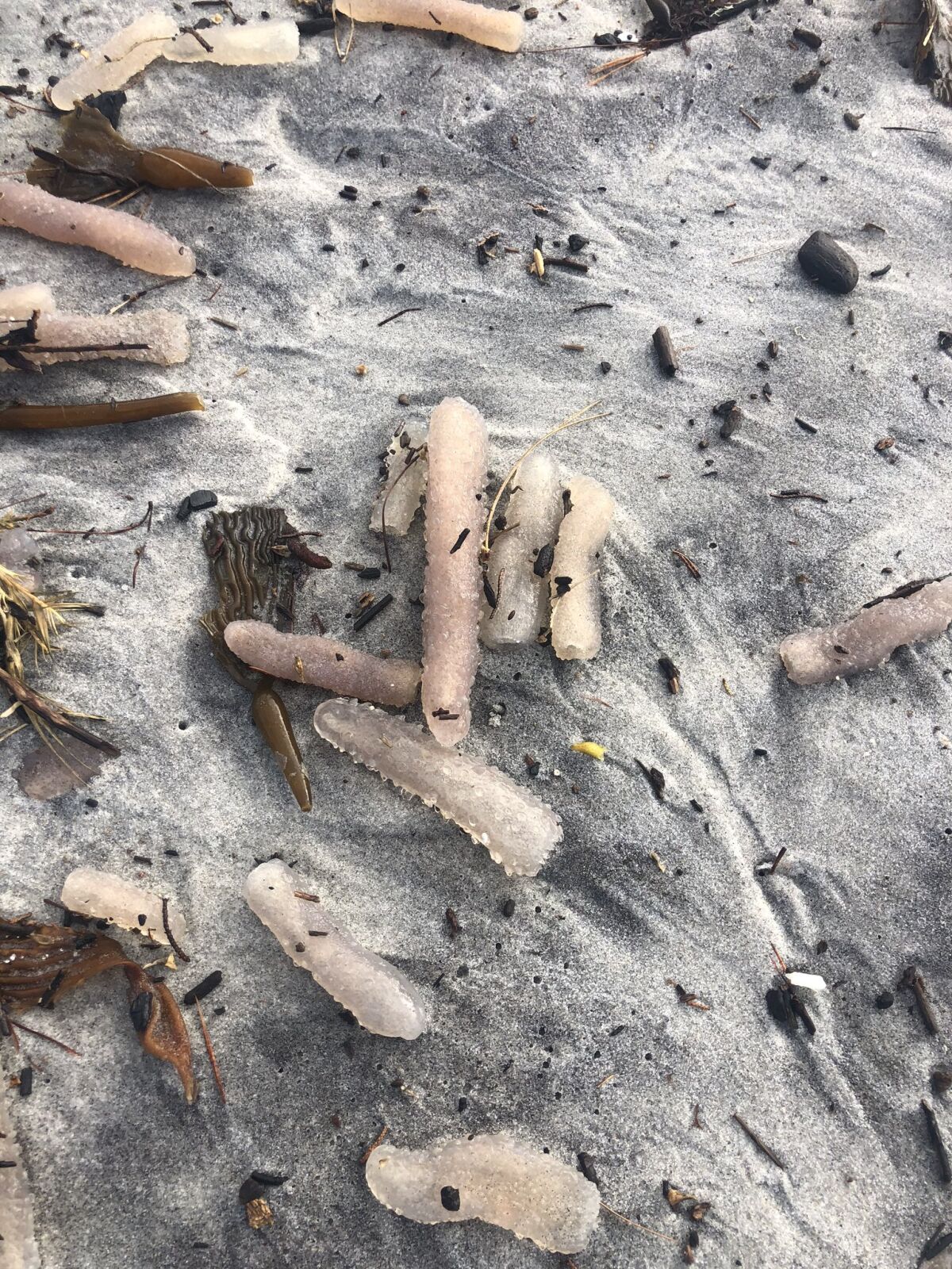 Thousands of pyrosomes, known as sea pickles, washed up on a Northern California beach last week.