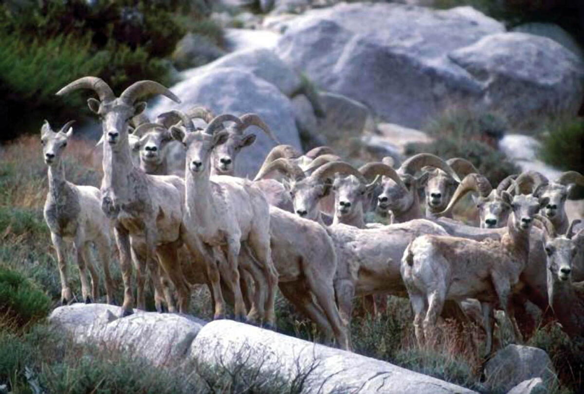 California wildlife officials quietly shift on killing a high-profile predator California wildlife officials quietly shift on killing a high-profile predator