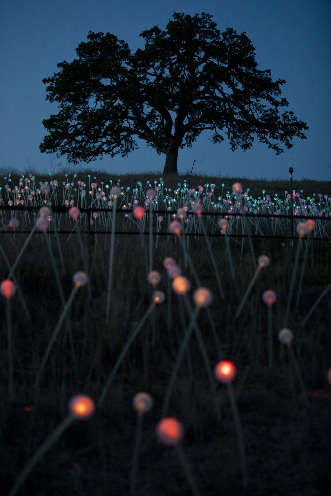 Paso Robles' field of gleams reopens today 11 Sunrise over the Field of Light.