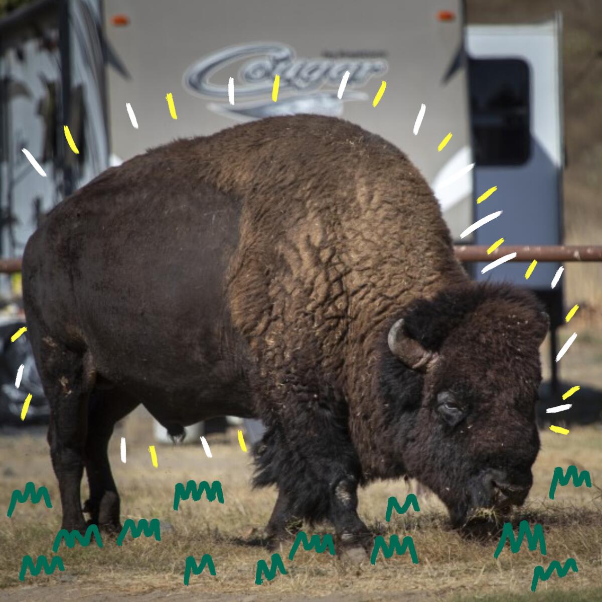 A bison standing in a campground on Santa Catalina Island.