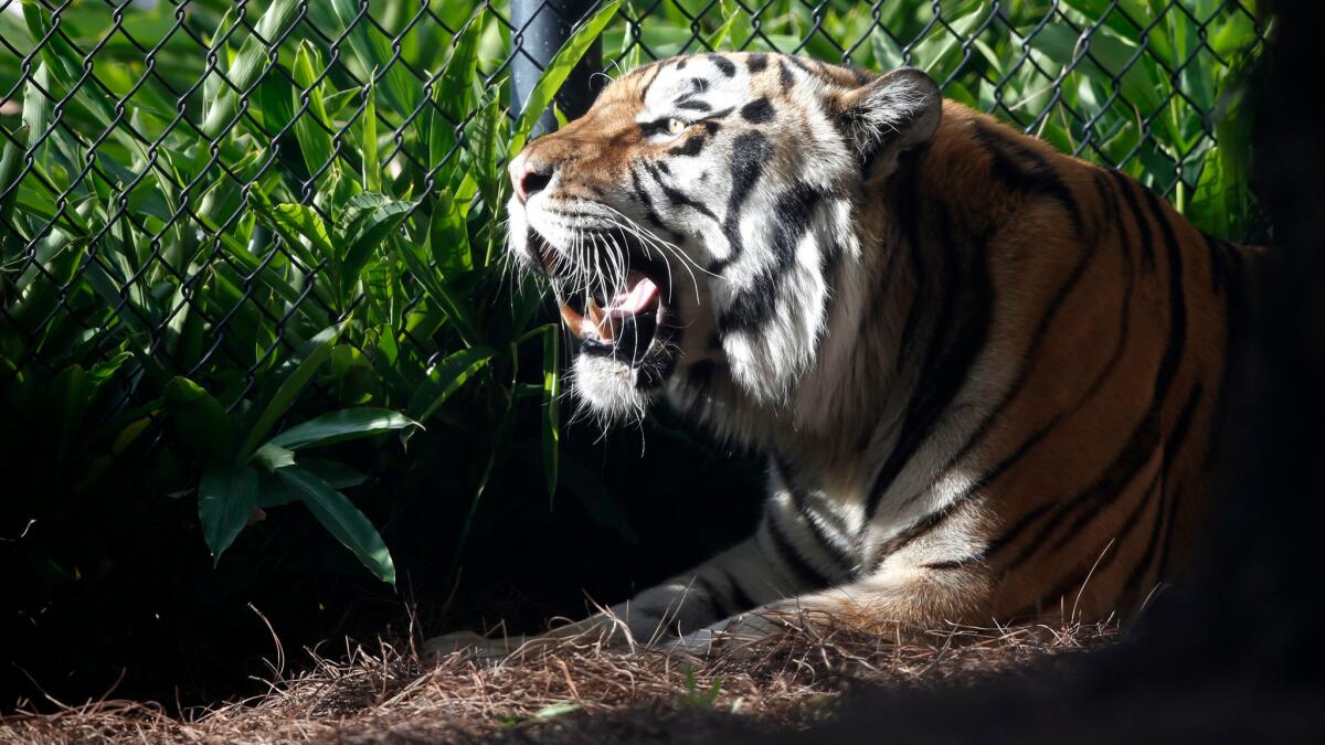 Mike VI, LSU's tiger mascot, rests in his habitat on Oct. 17, 2015. He was euthanized Tuesday after a four-month battle with cancer.