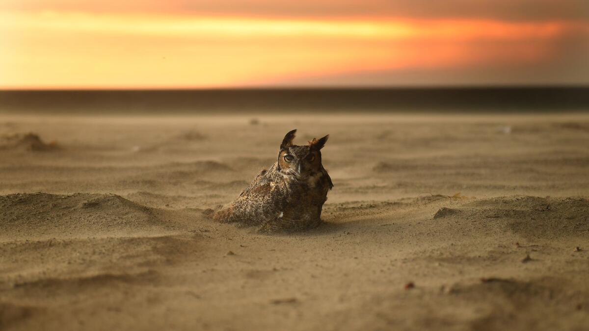 An owl sits onthe beach in Malibu as the Woolsey Fire approaches.
