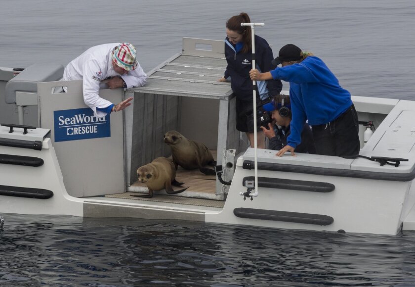 Sea Lion Pup Rescued From Marine Room Goes Home The San