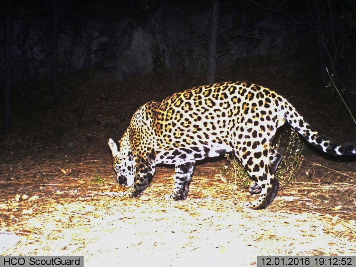 A jaguar sniffing the ground at night
