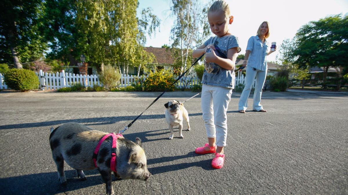 Hollywood stylist Tara Swennen and her daughter, Jordan, 5, walk their pig, Sprinkles, and their pug, Pepper, outside their home in Studio City.