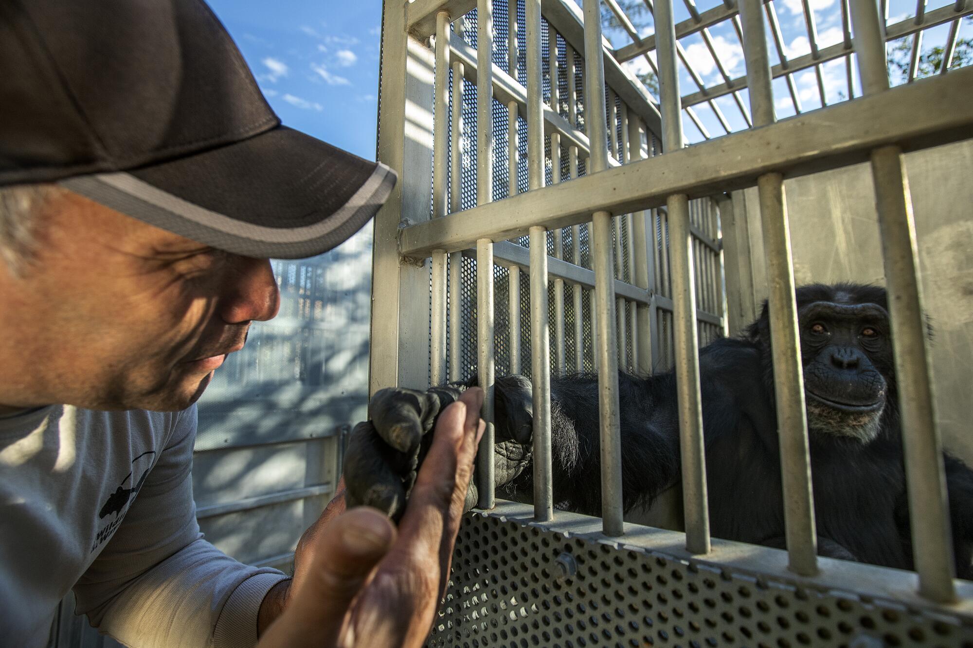 Rescued chimps leave troubled California refuge for new home - Los ...