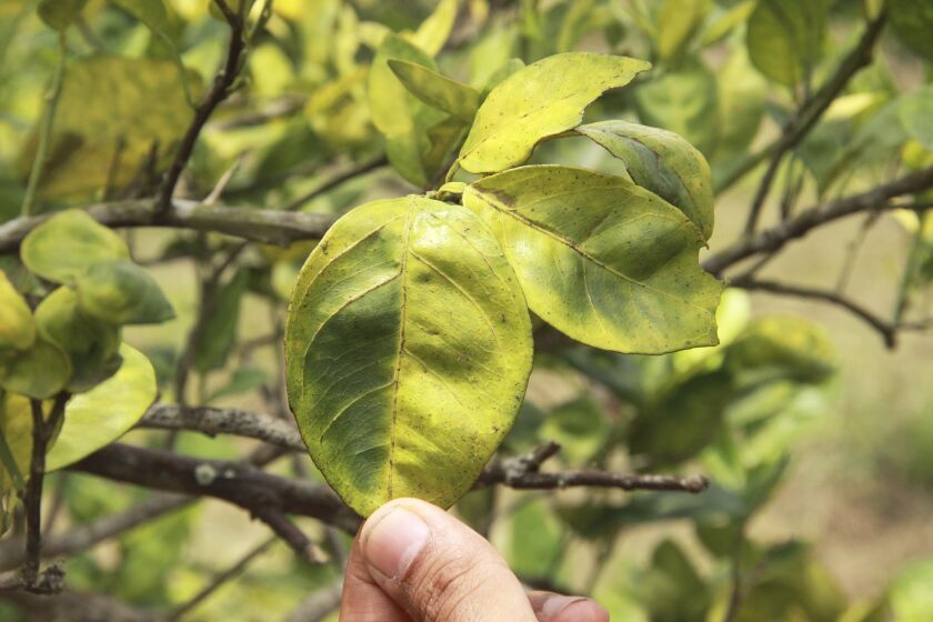 Citrus infected with HLB is one of the most devastating diseases of citrus caused by bacteria.