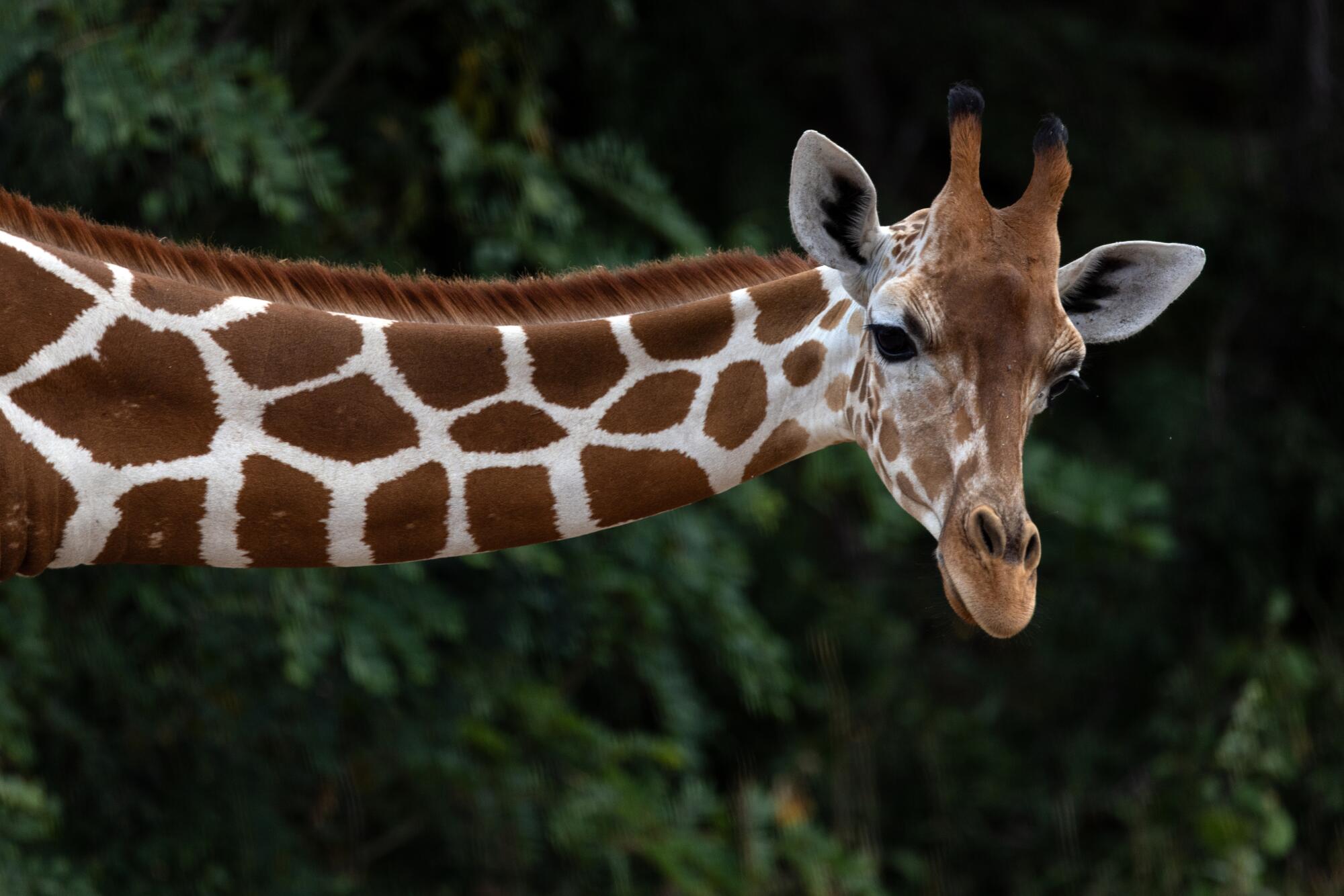 A giraffe.