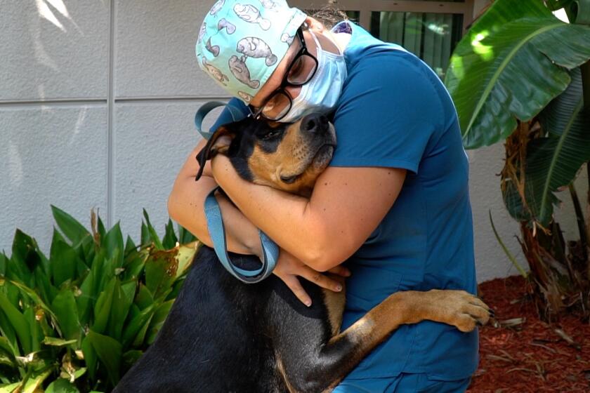 Tarah Conklin, registered veterinary technician lead at the San Diego Humane Society's San Diego campus, hugs Cayden.