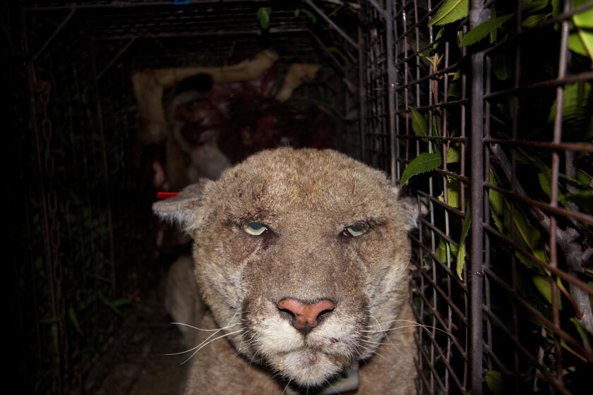 Scientists recaptured P-22 in late March and, after noticing crusting on his hair and skin, treated him for mange. Credit: National Park Service