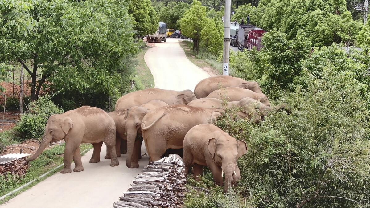 Un grupo de elefantes errantes pastan cerca del municipio de Shuanghe