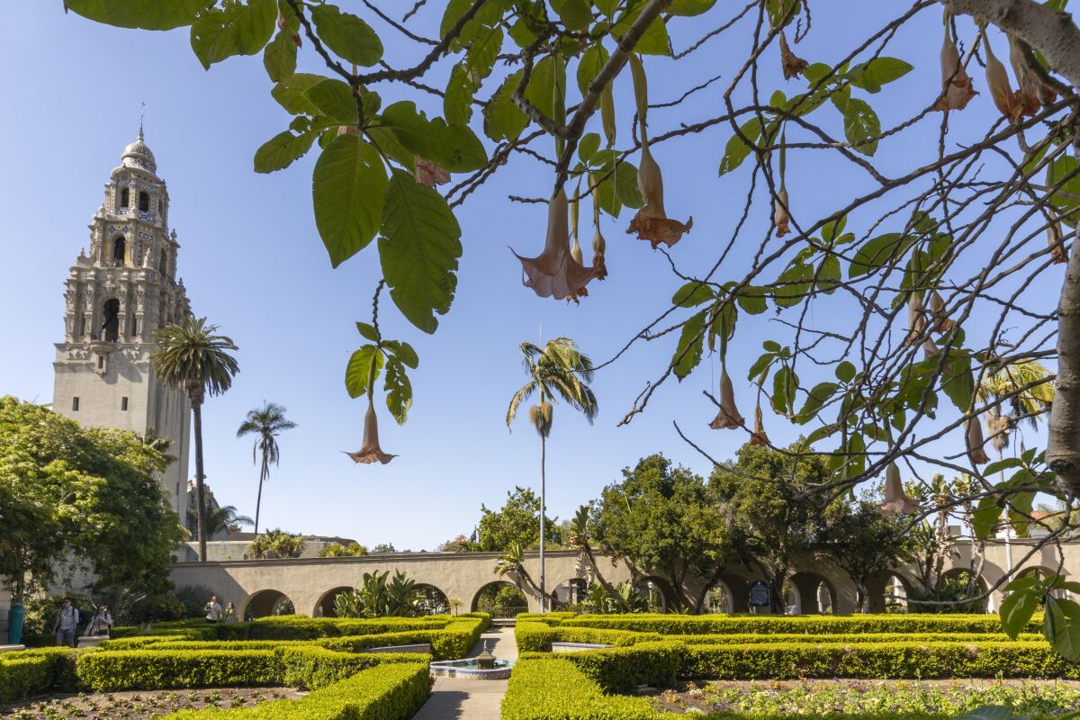 The California Tower in Balboa Park, seen from the Alcazar Garden with a fountain and shaped hedges.