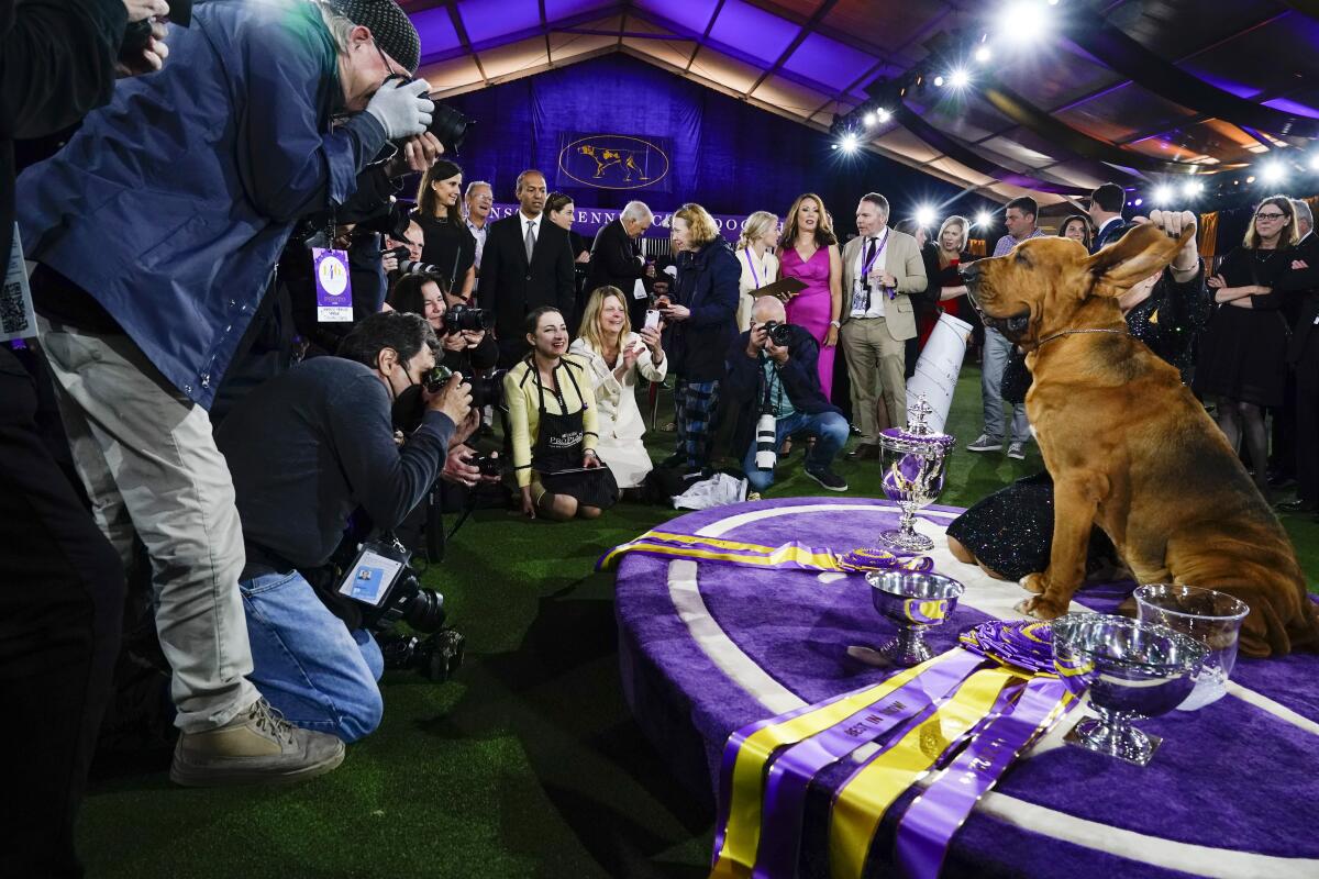 Media take photos of a dog surrounded by trophies and ribbons