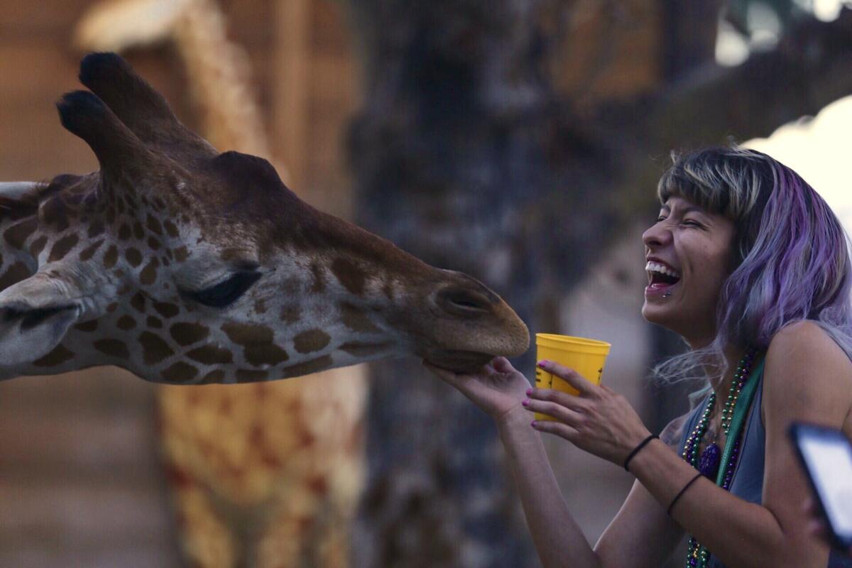 Nicole Padilla, 17, of Diamond Bar feeds Stanley the giraffe at the L.A. County Fair.