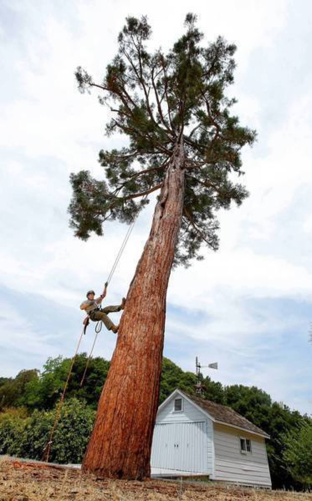 Keith Park, a horticulturist with the National Park Service, is photographed on the 70-foot-tall sequoia at the John Muir National Historic Site in Martinez, Calif. Muir brought back the tree as a seedling from the Sierra Nevada 130 years ago. The sequoia is dying of an airborne fungus, and Park is trying to keep at least part of the ailing conifer alive through cloning.