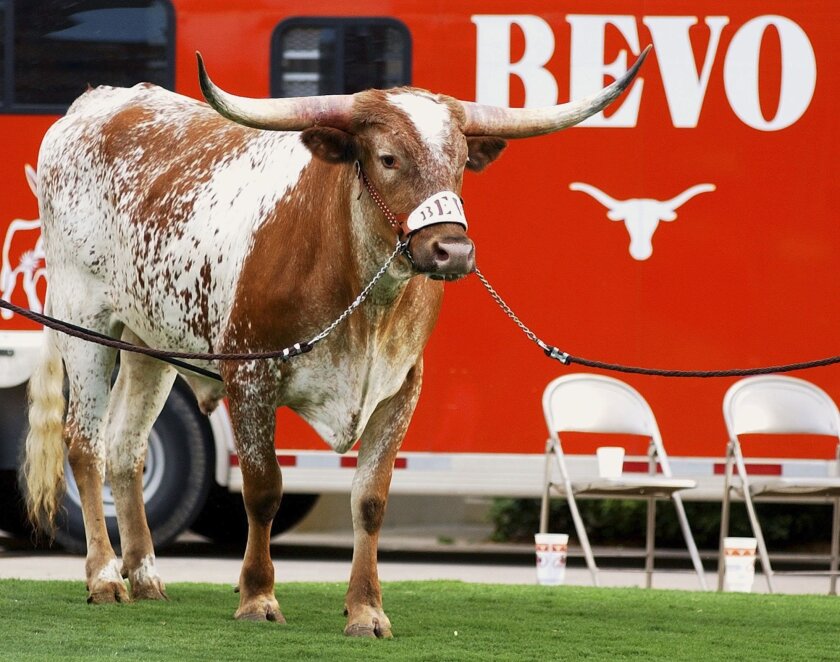 Texas Longhorn steer mascot Bevo XIV dies at 13 - The San Diego  Union-Tribune