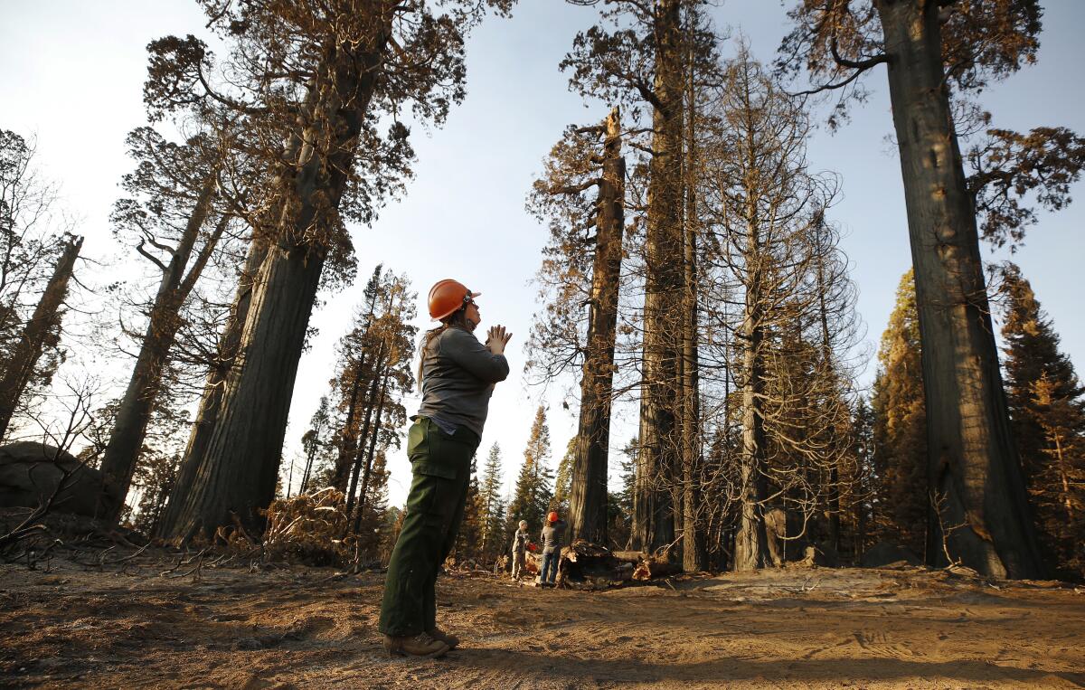 A person in a hard hat looks up at trees