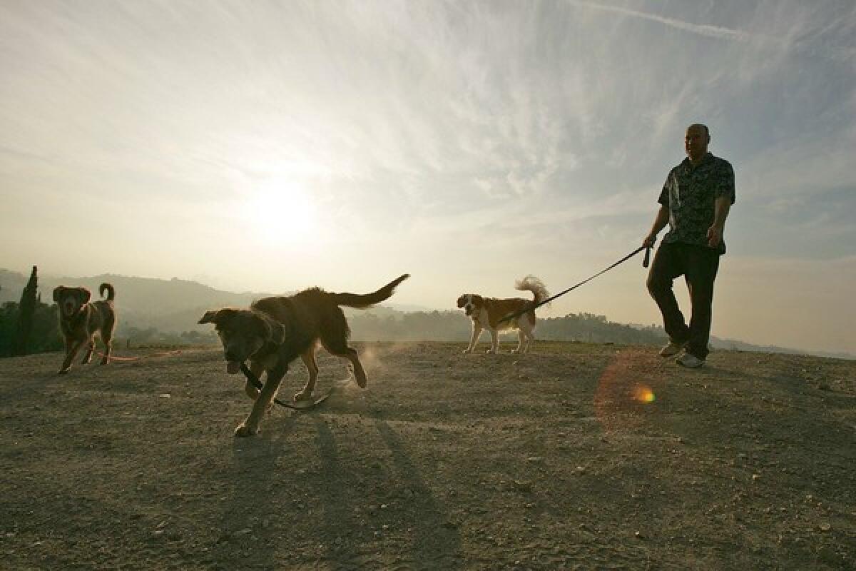 Chris Hogenesch walks with his dogs on the hill. "There aren't many places like this left in Los Angeles," he says. "I like to hang out up there and watch the sunset."