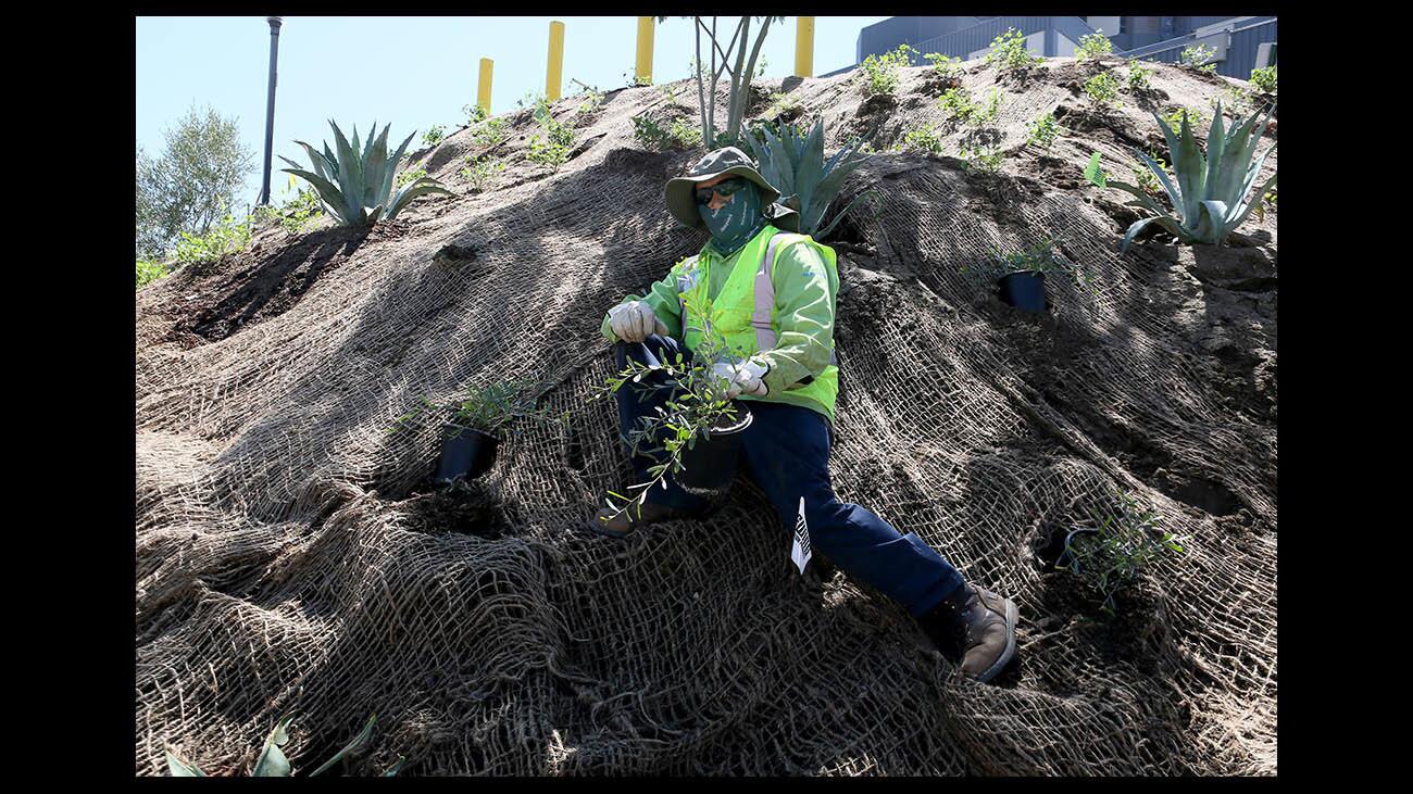 Photo Gallery: USC Verdugo Hills Hospital water conservation landscape project