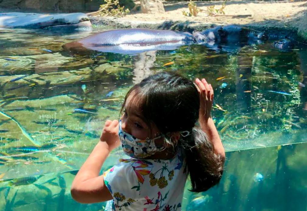 San Diego Zoo Drawing Crowds Again After 3 Month Shutdown Due To Covid 19 The San Diego Union Tribune