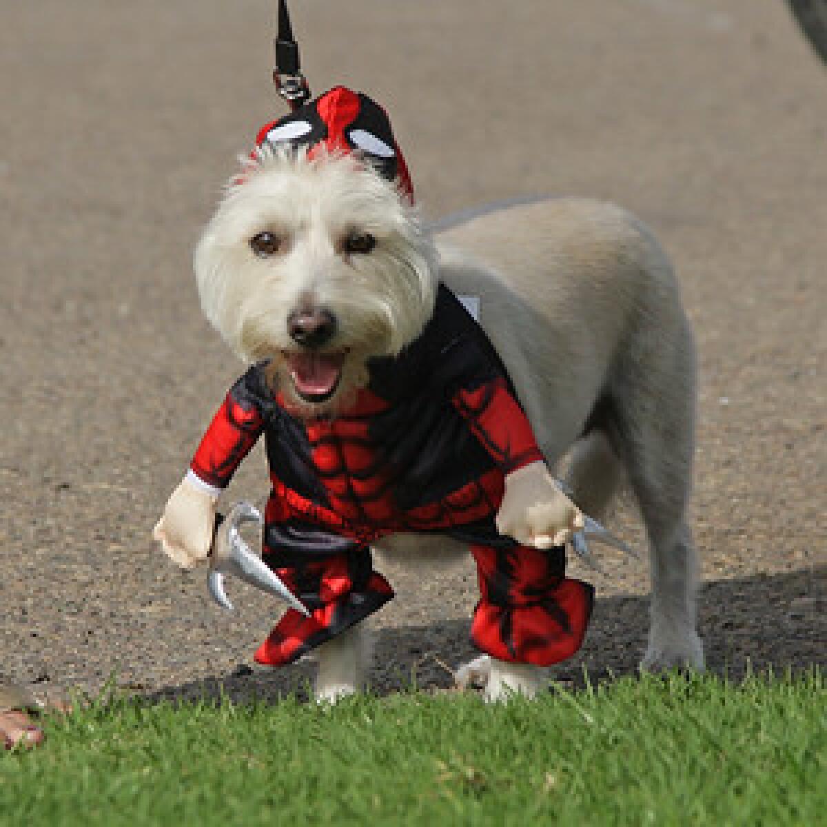 A previous Halloween Pet Parade participant.