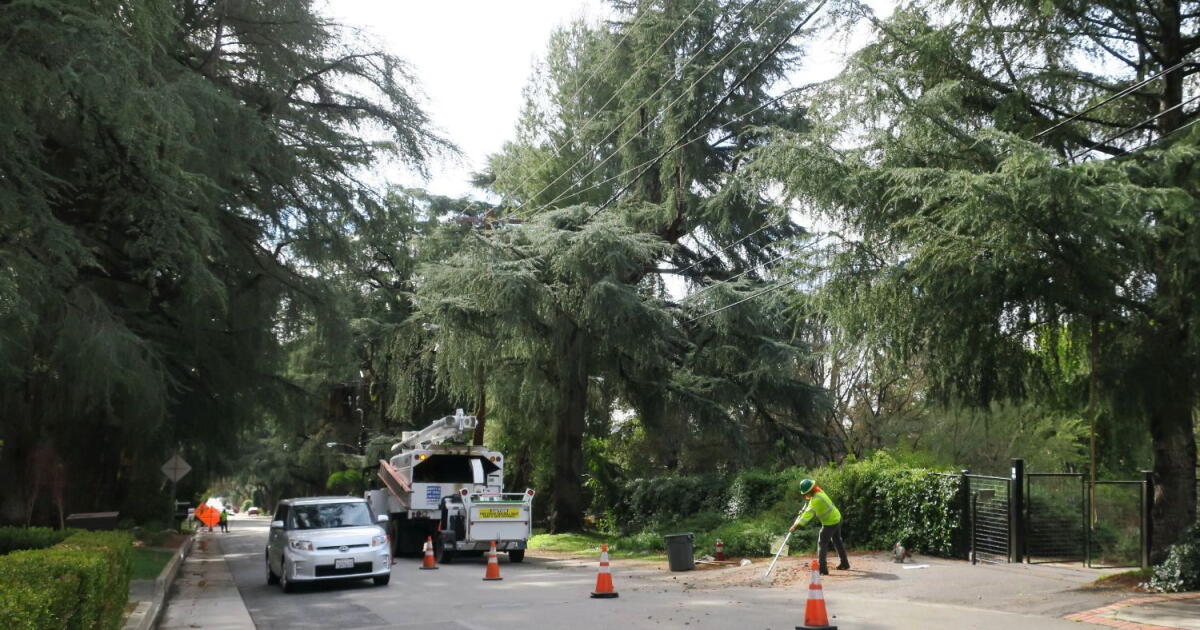 Iedison Tree City to add tree-trimming notification rules to franchise agreement ...