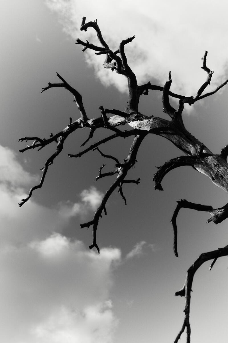 Leafless branches on a tree in black and white. 