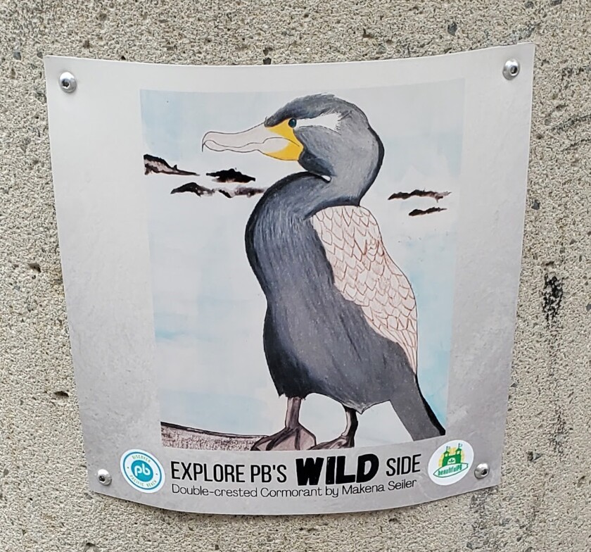 PB Middle School student Makena Seiler designed the double-crested cormorant that adorns a community trash can.