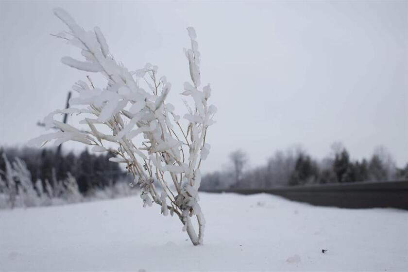 Imagen de un arbusto cubierto de hielo en un terreno situado a las afueras de Merrickville, al este de Ontario (Canadá). EFE/Archivo