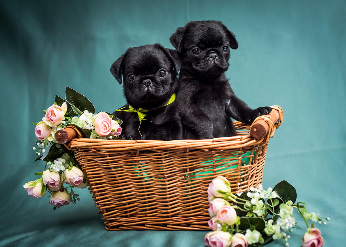 Compact Pug Pug Dog Breed: Essential Care Tips & Characteristics You Need to Know ...
