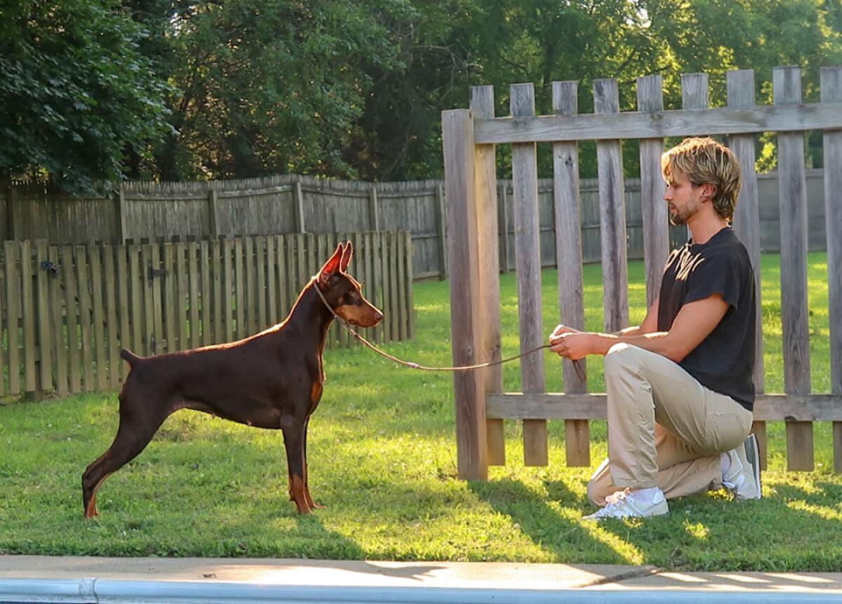Doberman Pinscher Dog Training: Mastering Obedience Skills