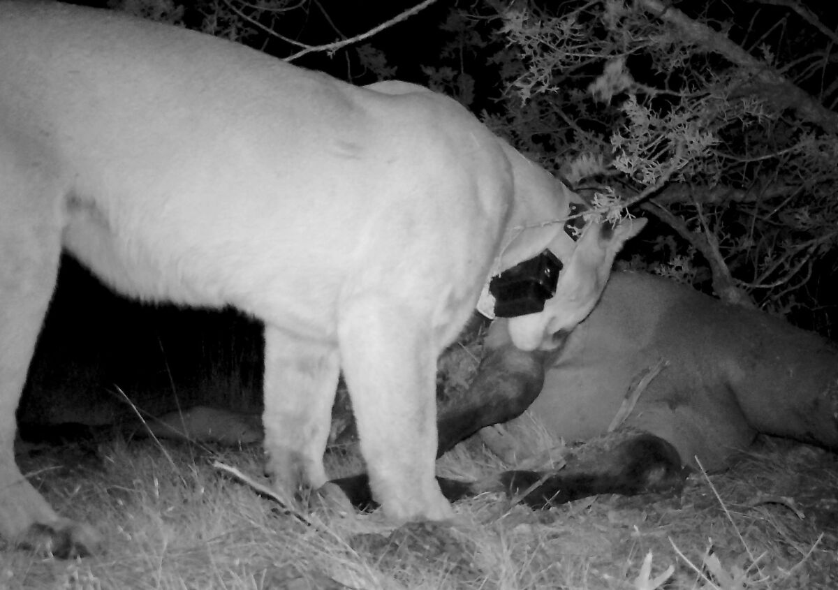 The mountain lion known as M166 stands over his most recent kill, a young horse. Even in a part of California with one of the densest cougar populations, M166 can only do so much.