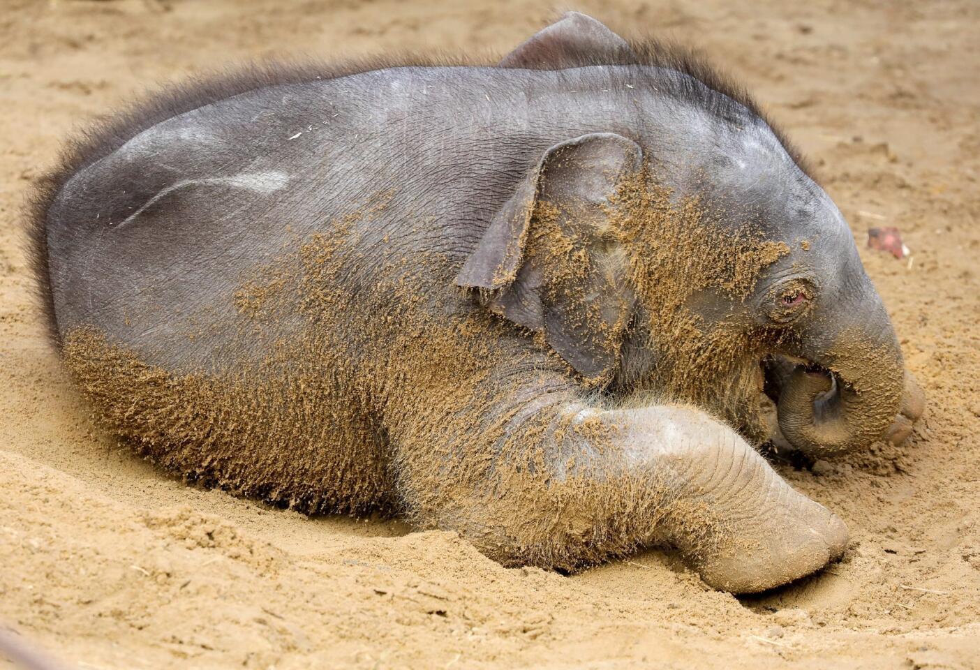 A baby elephant plays in the sand at the zoo in Hanover, Germany, on Jan. 25, 2017.