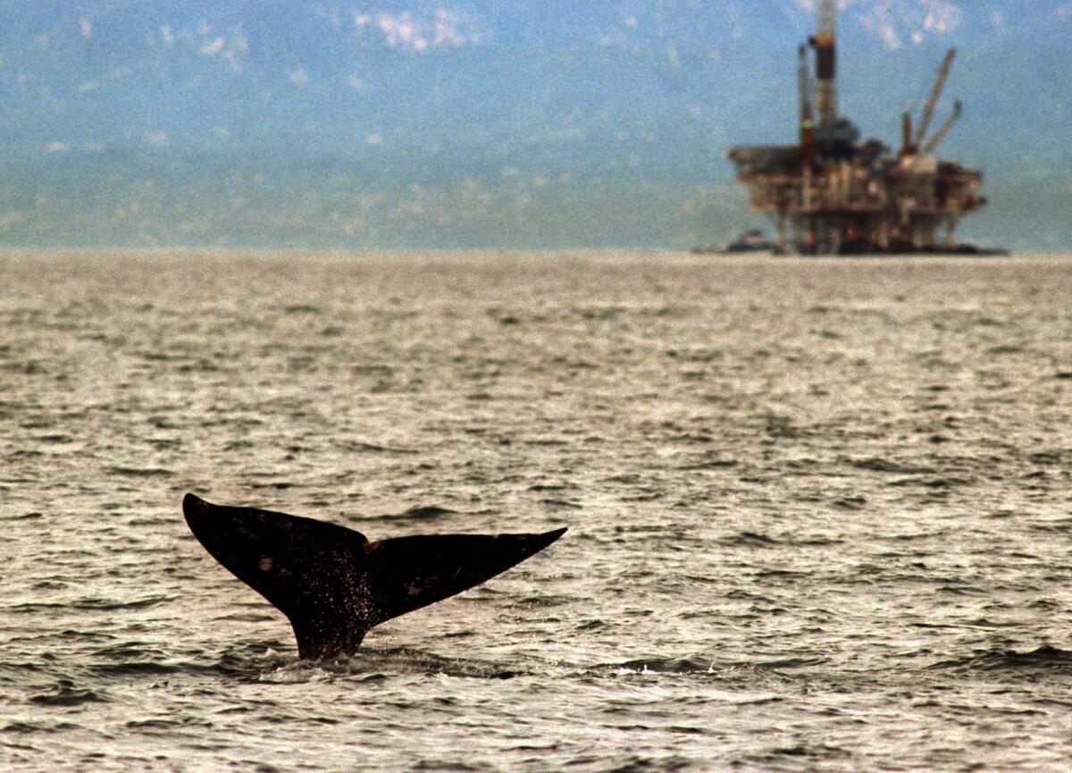 The fluke of the tail of a Pacific gray whale descends into the water just outside Channel Island Harbor as an oil rig stands in the background.