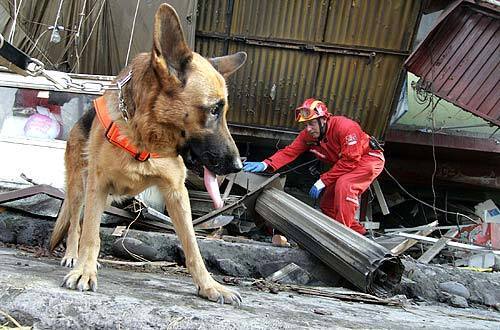 Sniffer dog