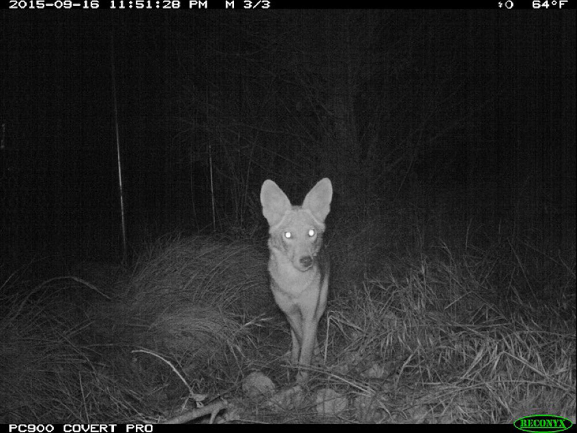 A coyote's eyes glow in a nighttime image