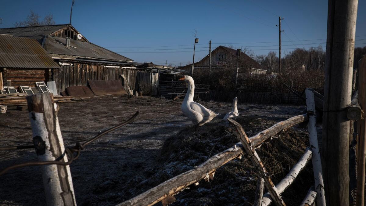 Geese in the village Khudaiberdinsk, located near the Mayak nuclearplant. Most locals grow all kinds of foods, with little concen over any possible contamination caused by the plant.