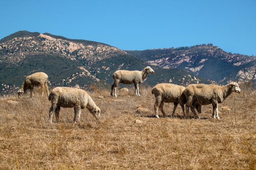 SANTA BARBARA, CA-OCTOBER 4, 2023:Sheep graze inside the San Marcos Foothills Preserve in Santa Barbara. A few hundred sheep were trucked in to munch on invasive plants, allowing native ones to flourish. (Mel Melcon / Los Angeles Times)