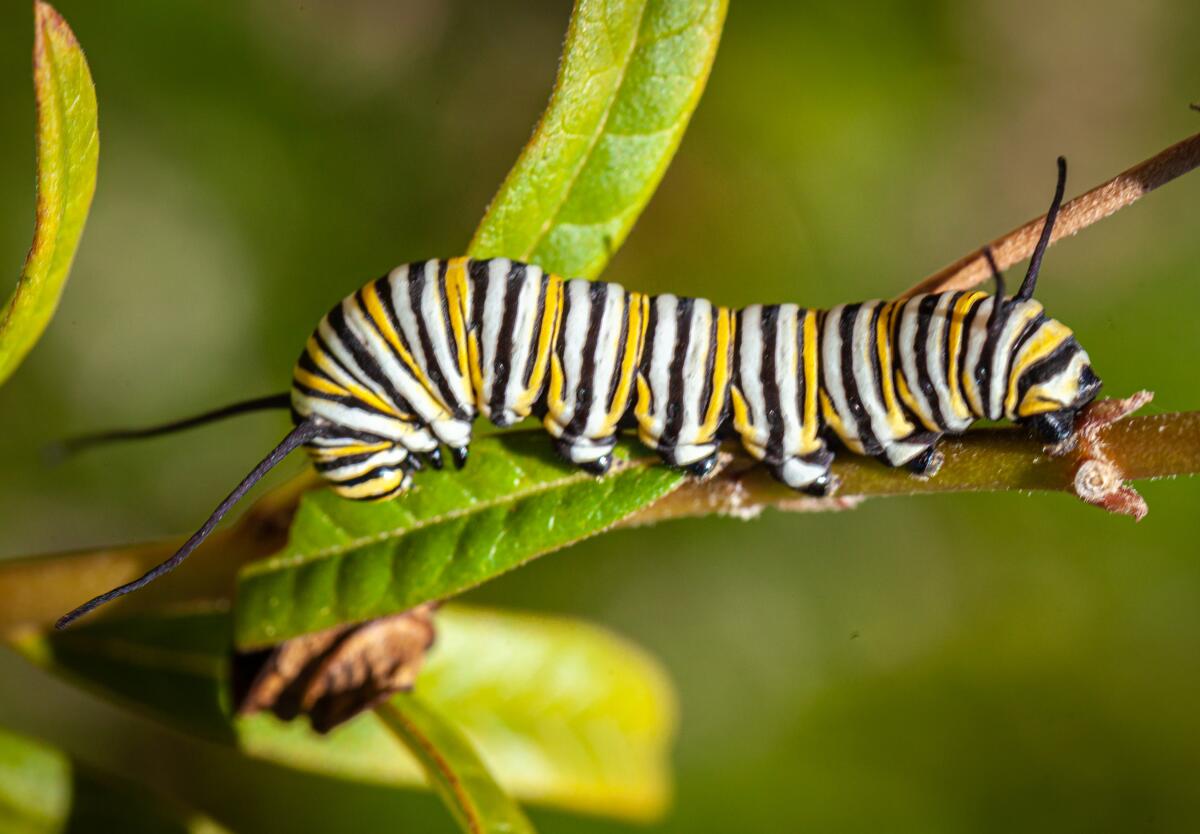 ROBOTIC MONARCH BUTTERFLY SURVIVAL KIT