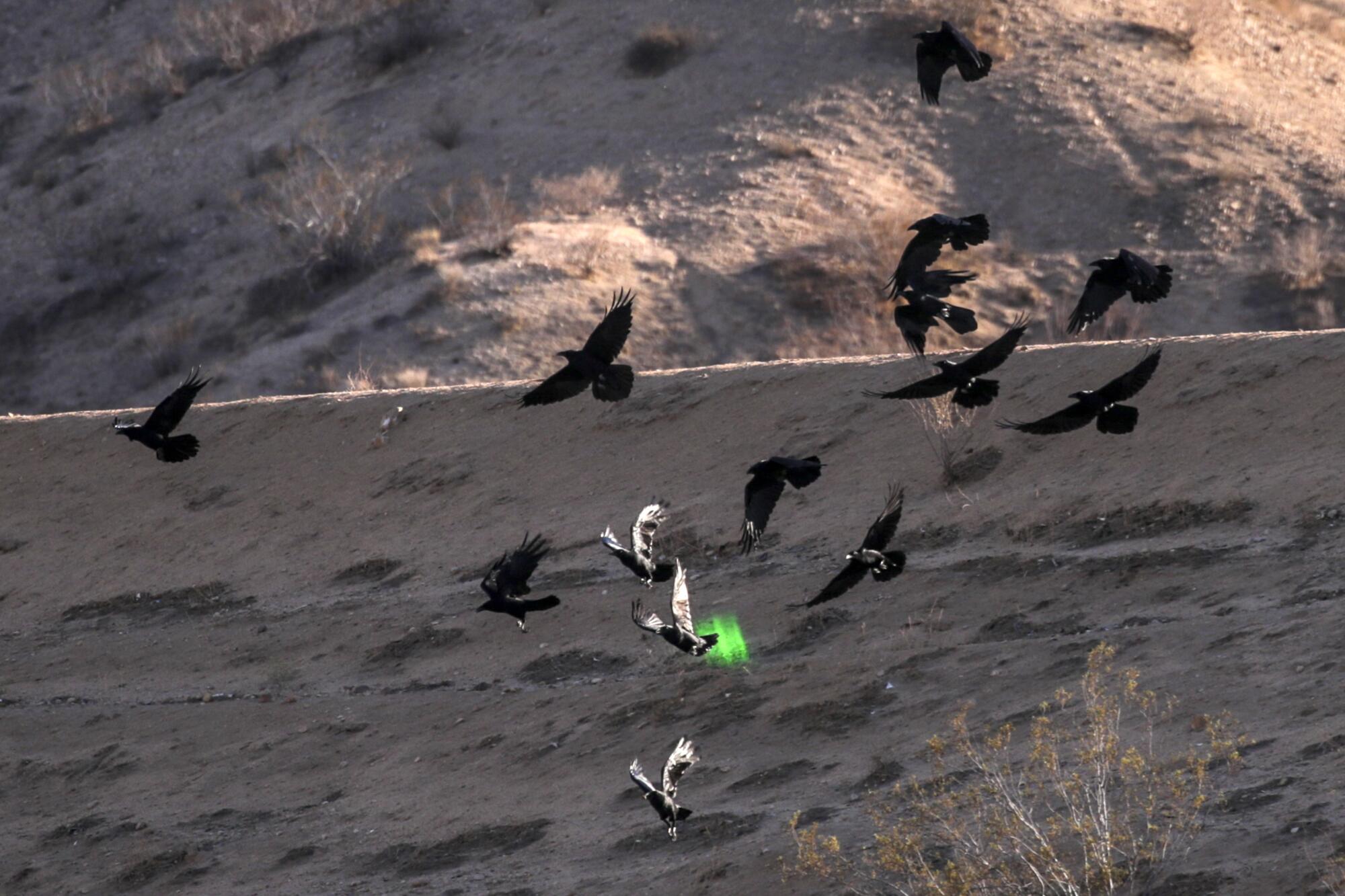 A flock of ravens take flight above a spot of green light.