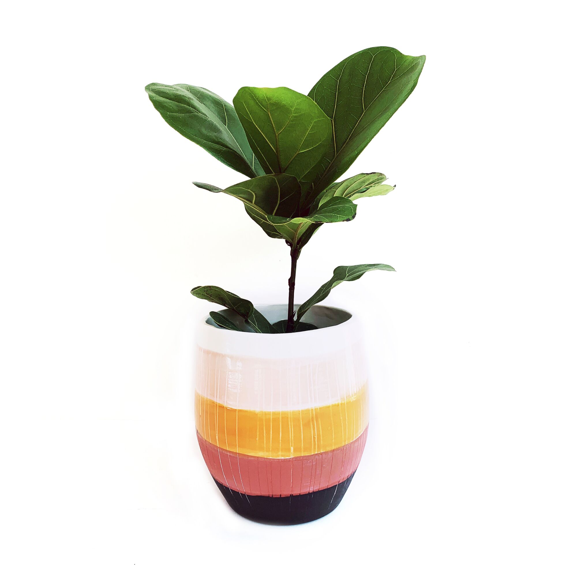 A striped planter, with a plant in it.