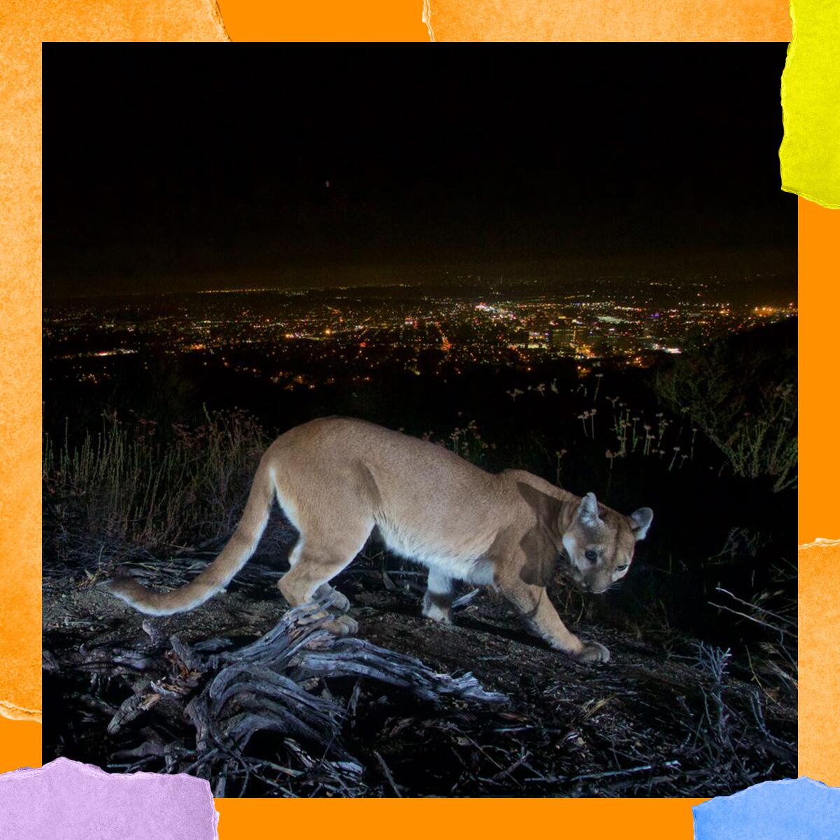 Closeup of a mountain lion; in the background is a valley filled with city lights. 