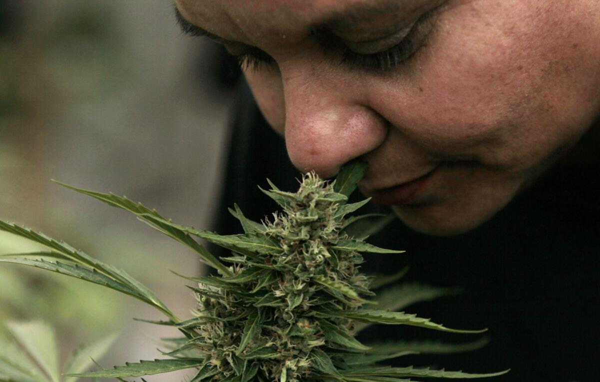 Las autoridades decomisaron 55 mil plantas de marihuana en territorio indio en el norte del estado de California.