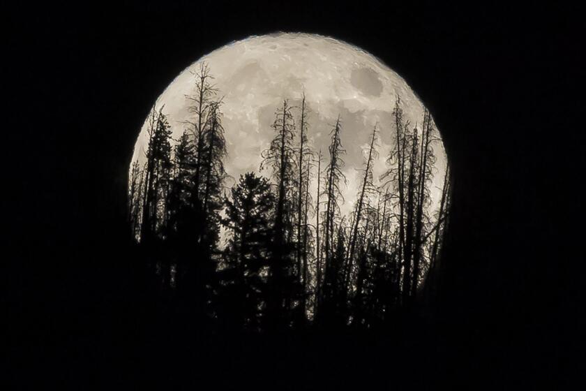 FILE - In this Nov. 14, 2016 file photo, evergreen trees are silhouetted on the mountain top as a supermoon rises over over the Dark Sky Community of Summit Sky Ranch in Silverthorne, Colo., Monday, Nov. 14, 2016. A supermoon will rise in the sky Tuesday evening, April 7, 2020, looking to be the biggest and brightest of the year. Not only will the moon be closer to Earth than usual, it will also be a full moon. (AP Photo/Jack Dempsey, File)