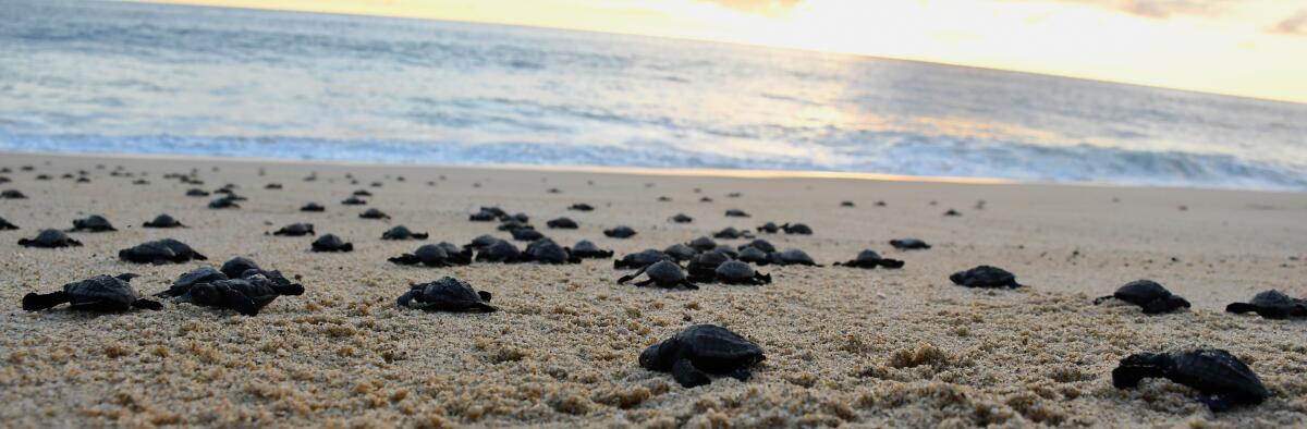 Hatchling sea turtle release, Todos Santos, Baja California Sur, Mexico.