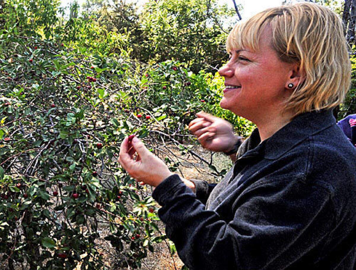 Sherry Yard, pastry chef of Spago, picks a sour cherry at Seid Zekavat's orchard in Lake Hughes
