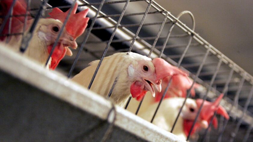 Chickens huddle in their cages at a California egg processing plant in 2008. Proposition 12 on the November ballot would require that egg-laying hens be cage-free by 2022.
